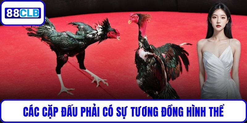Các cặp đấu phải có sự tương đồng hình thể