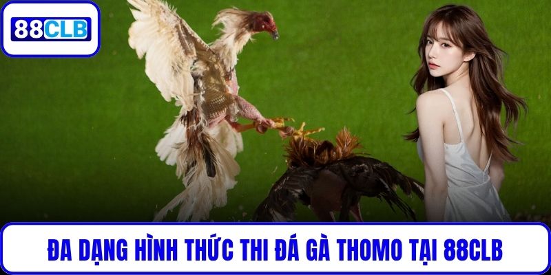 Đá Gà Thomo – Trận Địa Thi Đấu Kịch Tính Hàng Đầu Tại 88CLB Đa dạng hình thức thi đá gà Thomo tại 88CLB