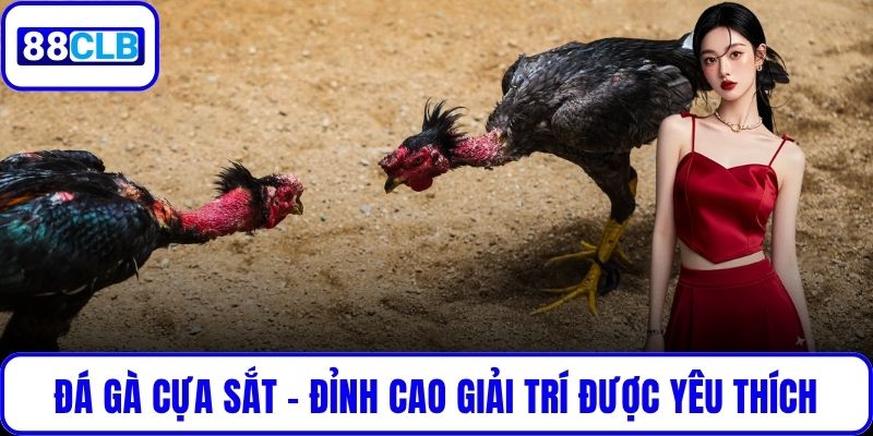 Đá Gà Cựa Sắt – Đỉnh Cao Giải Trí Được Yêu Thích Tại 88CLB Đá Gà Cựa Sắt – Đỉnh Cao Giải Trí Được Yêu Thích Tại 88CLB