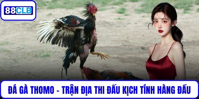 Đá Gà Thomo – Trận Địa Thi Đấu Kịch Tính Hàng Đầu Tại 88CLB Đá Gà Thomo – Trận Địa Thi Đấu Kịch Tính Hàng Đầu Tại 88CLB