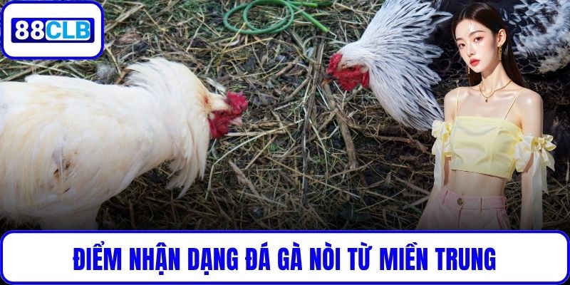 Đá Gà Nòi – Tinh Hoa Võ Thuật Gà Chọi Việt Tại 88CLB Điểm nhận dạng đá gà nòi từ miền Trung