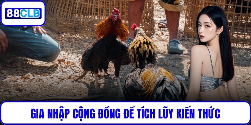 Đá Gà Thomo – Trận Địa Thi Đấu Kịch Tính Hàng Đầu Tại 88CLB Gia nhập cộng đồng để tích lũy kiến thức