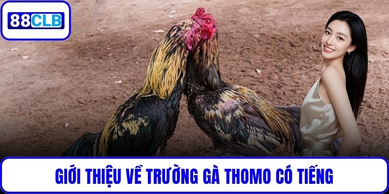 Đá Gà Thomo – Trận Địa Thi Đấu Kịch Tính Hàng Đầu Tại 88CLB Giới thiệu về trường gà Thomo có tiếng
