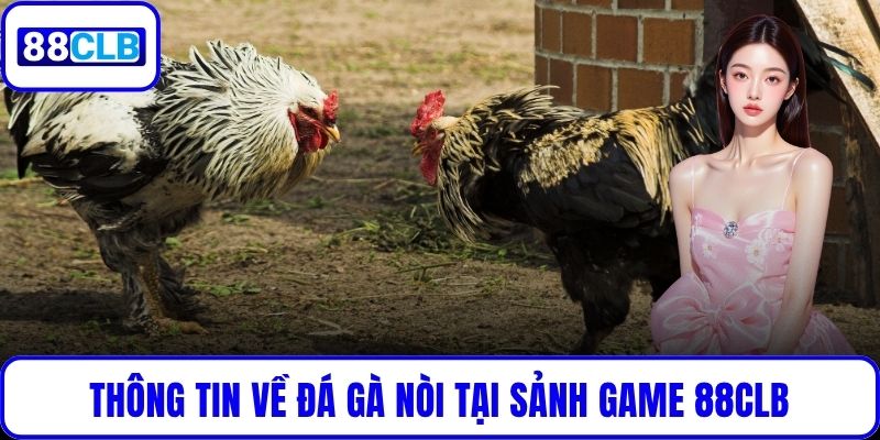 Đá Gà Nòi – Tinh Hoa Võ Thuật Gà Chọi Việt Tại 88CLB Thông tin về đá gà nòi tại sảnh game 88CLB